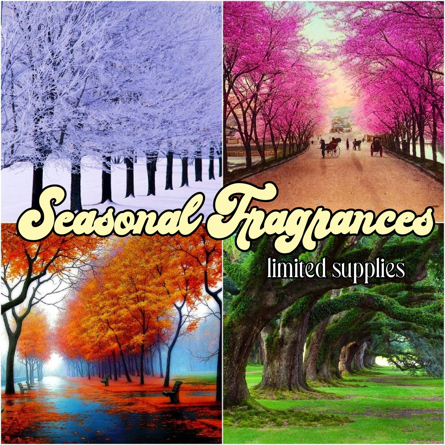 LAST CHANCE for these SEASONAL Fragrances! ⏳️